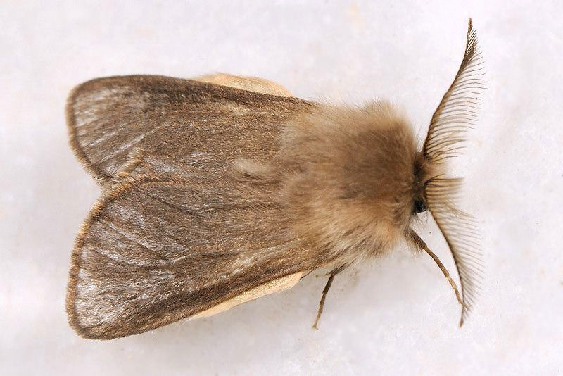Oiketicoides lutea