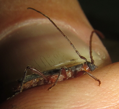 Ossibia fuscata