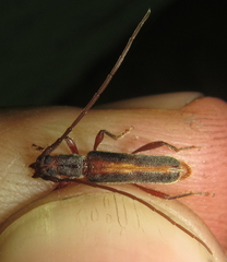 Ossibia fuscata