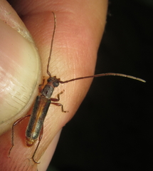 Ossibia fuscata