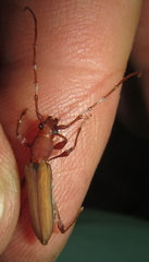 Cordylomera karschi