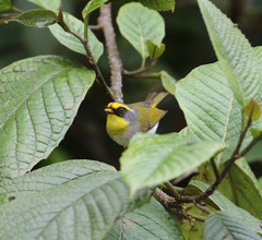 Abroscopus schisticeps