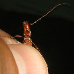 Cordylomera karschi