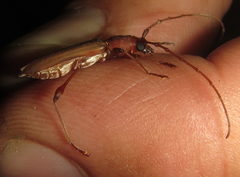 Cordylomera karschi