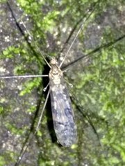Austrolimnophila argus