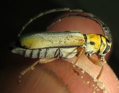 Eunidia sulphurea