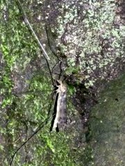 Austrolimnophila argus