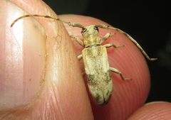 Eunidia vagevittata