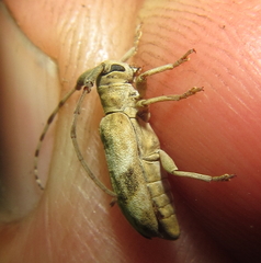 Eunidia vagevittata