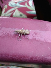 Cyphocleonus achates