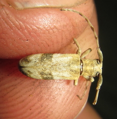 Eunidia vagevittata