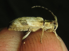 Eunidia vagevittata