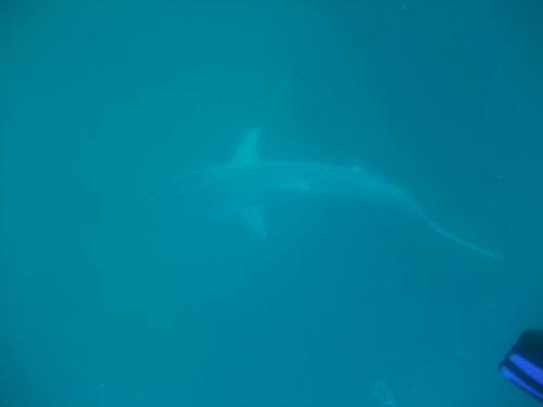 Carcharhinus obscurus