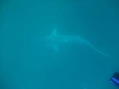 Carcharhinus obscurus