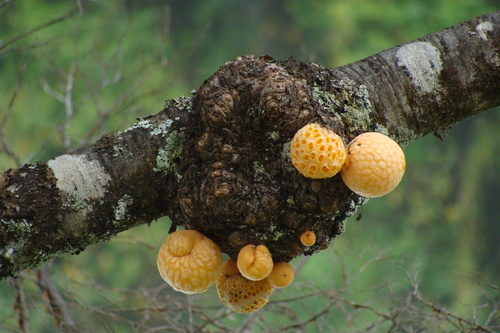 Cyttaria hariotii image