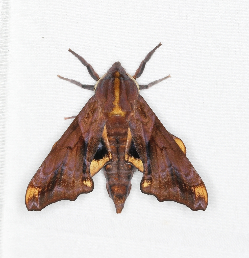 Small-eyed Sphinx from Browns Mills, Pemberton Township, NJ 08015, USA ...
