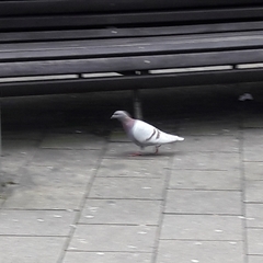 Columba livia domestica