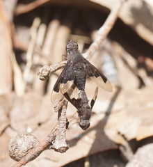 Anthrax dolabratus