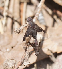 Anthrax dolabratus