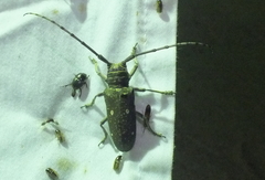 Prosopocera dejeani