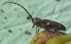 Prosopocera dejeani