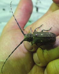 Prosopocera dejeani