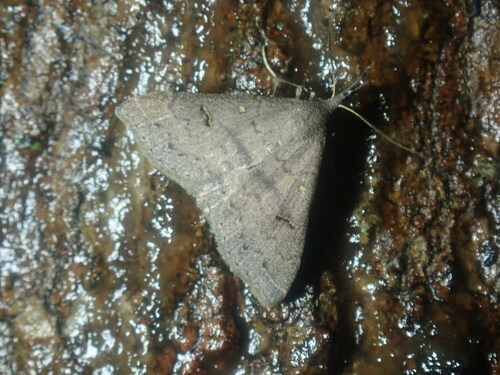 Speckled Renia Moth photo 5