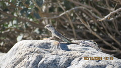 Callisaurus draconoides rhodostictus