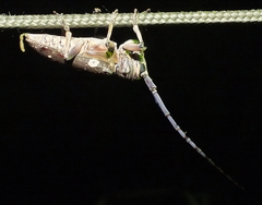Prosopocera dejeani