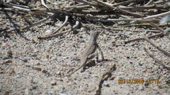 Callisaurus draconoides rhodostictus