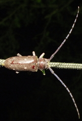 Prosopocera dejeani
