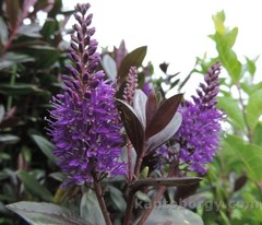 Veronica × andersonii