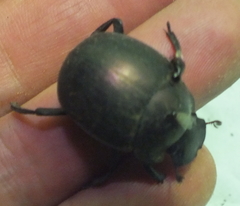Chalconotus convexus