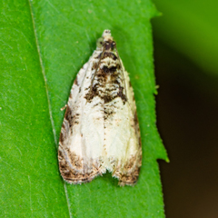 Olethreutes malana
