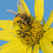 Sunflower Mining Bee - Photo (c) Heather Holm, some rights reserved (CC BY-NC), uploaded by Heather Holm