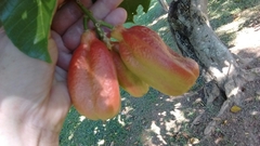 Blighia sapida