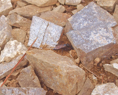 Tachysphex nigerrimus