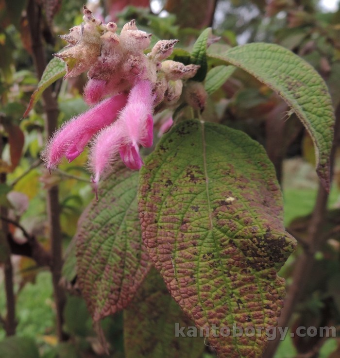 Salvia tortuosa image