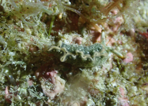 Thuridilla carlsoni