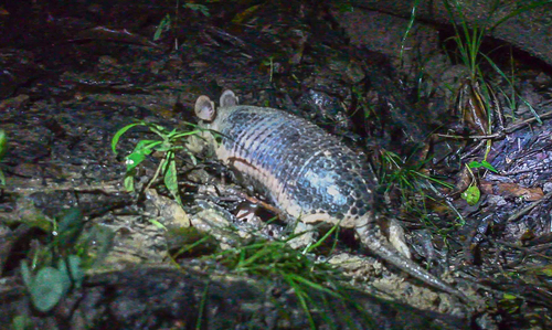 Amazon Naked-tailed Armadillo