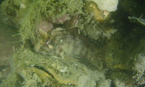 Tompot Blenny, Plompe Toren, Oosterschelde, Nederland, photo 10 of 10