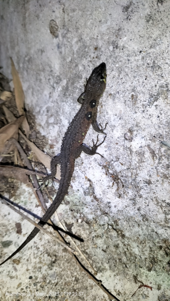 Potamites montanicola