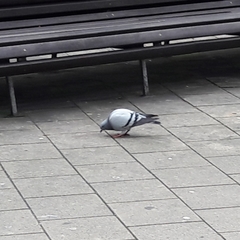 Columba livia domestica