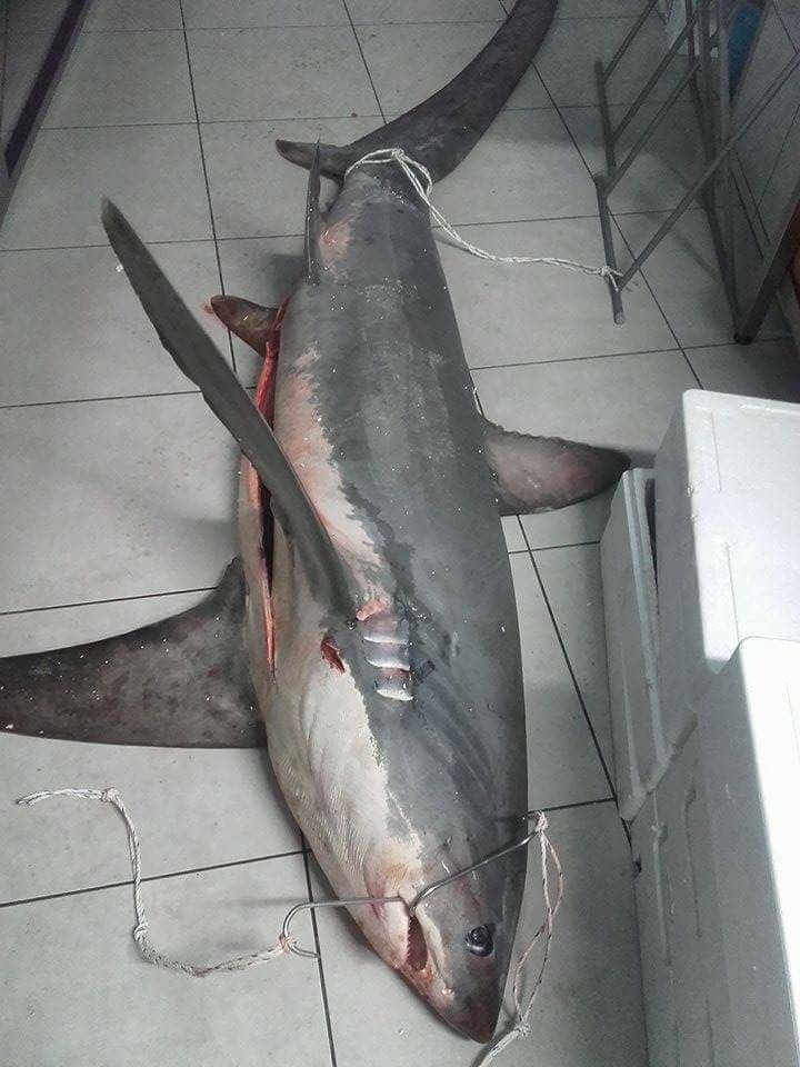 Tiburón pijama (Poroderma africanum) · iNaturalist Ecuador