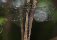 Gynacantha usambarica