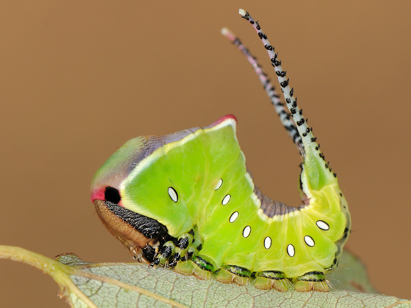 Cerura