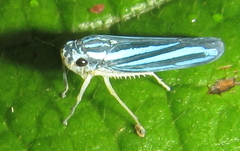 Poecilocarda cosmopolita