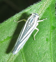Poecilocarda cosmopolita