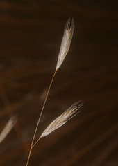 Chionochloa rubra
