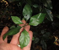 Justicia campylostemon